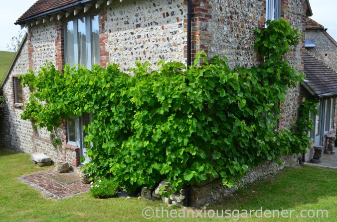 Grape vine (2)