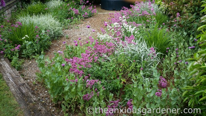 Gravel Garden (2)