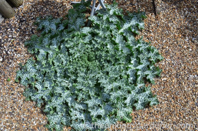 Silybum marianum (1)