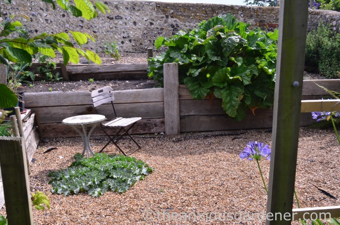 Silybum marianum (2)