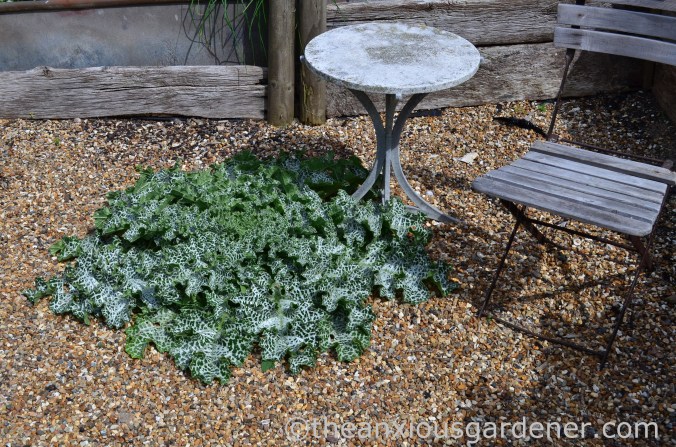 Silybum marianum (3)