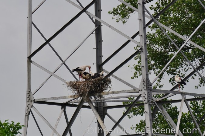 Stork nest (2)