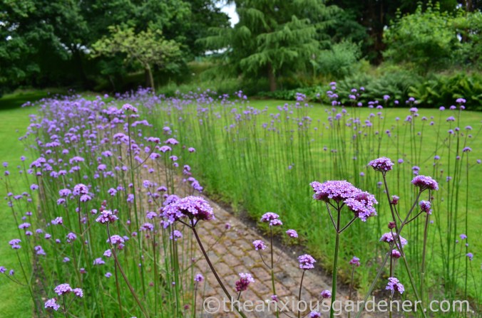 Verbena bonariensis (1)
