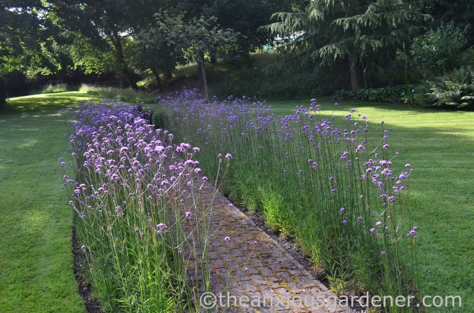Verbena bonariensis (2)