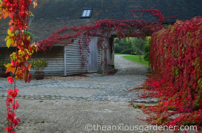 Virginia Creeper (1)