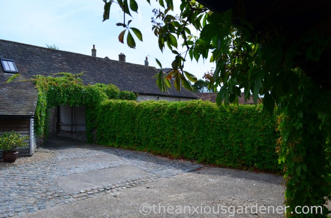 Virginia Creeper (2)