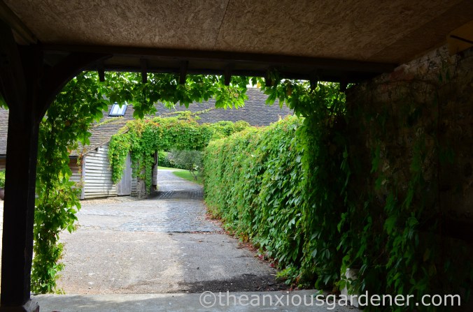 Virginia Creeper (3)