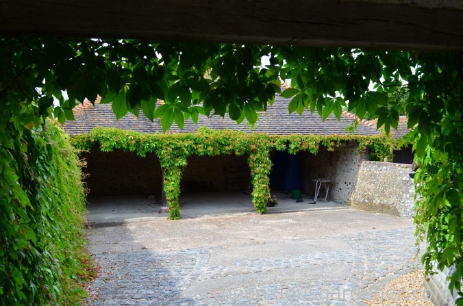 Virginia Creeper (4)