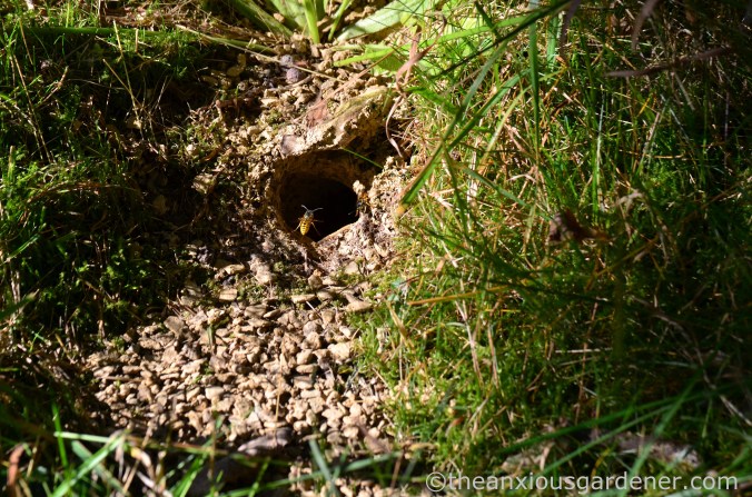wasp-nest-2