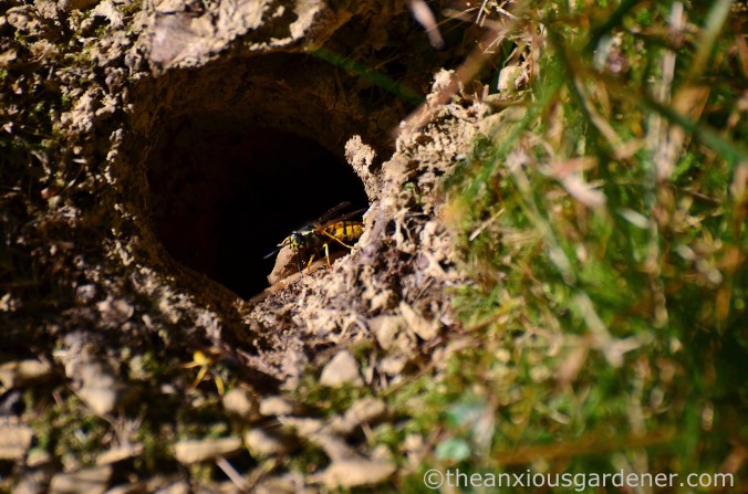 wasp-nest-3