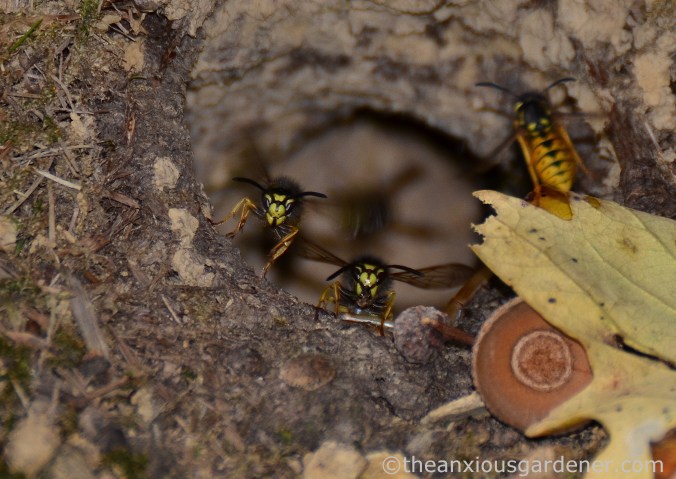 wasp-nest-5