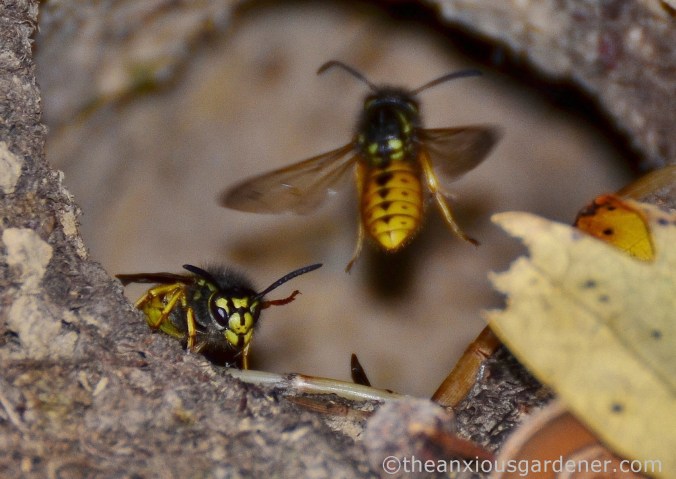 wasp-nest-8