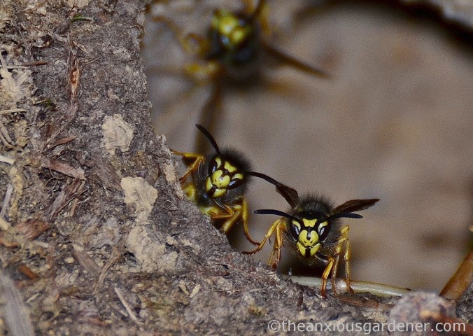 wasp-nest-9