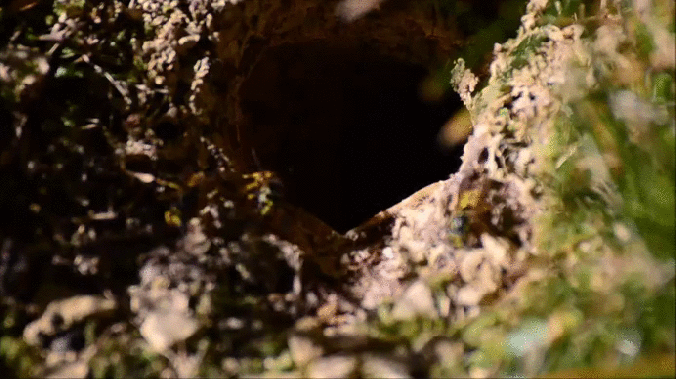 wasp_nest1