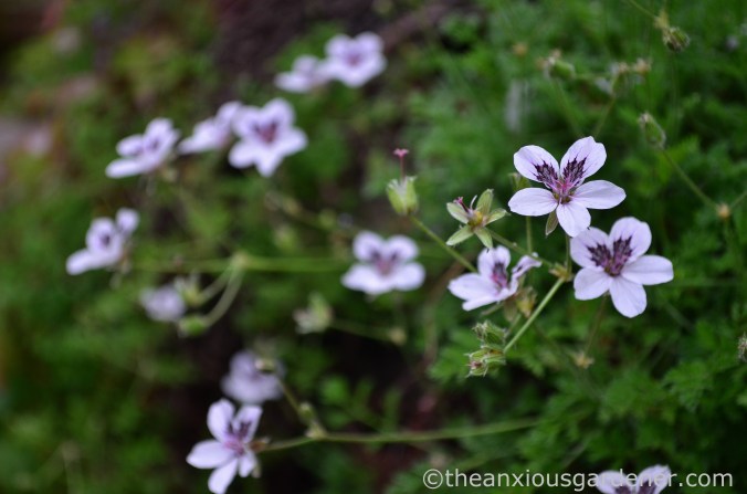 erodium-2