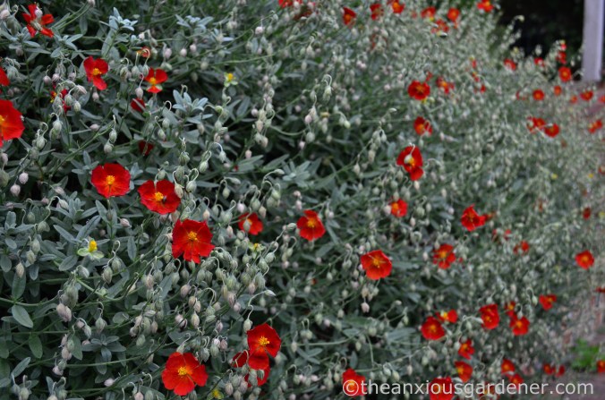 helianthemum