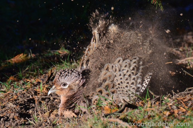 hen-pheasant-dust-bath-1