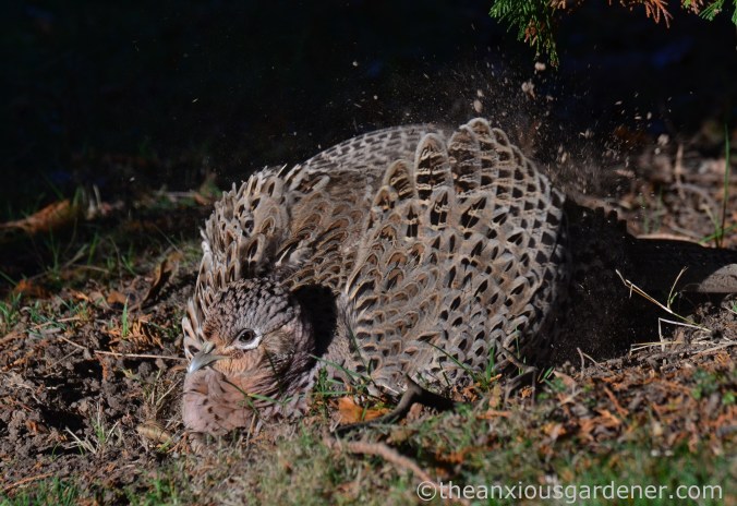 hen-pheasant-dust-bath-2