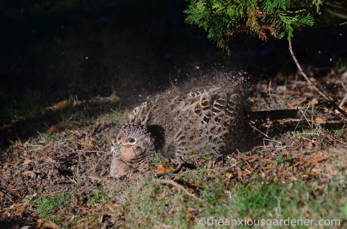 hen-pheasant-dust-bath-3