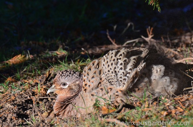 hen-pheasant-dust-bath-4