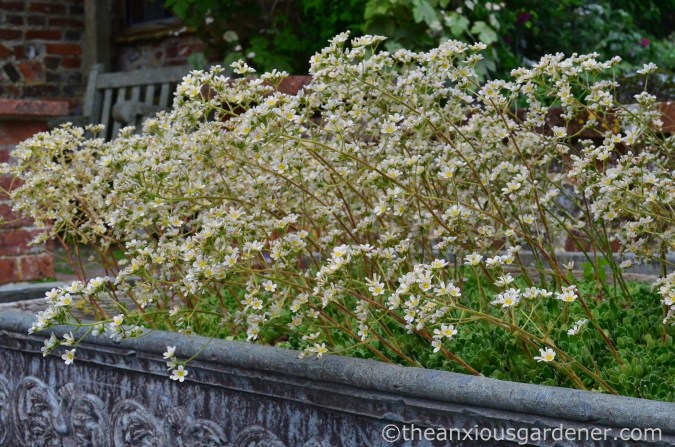 saxifrage-planter-clergy-house-1