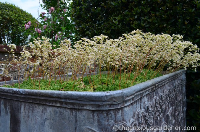 saxifrage-planter-clergy-house-2