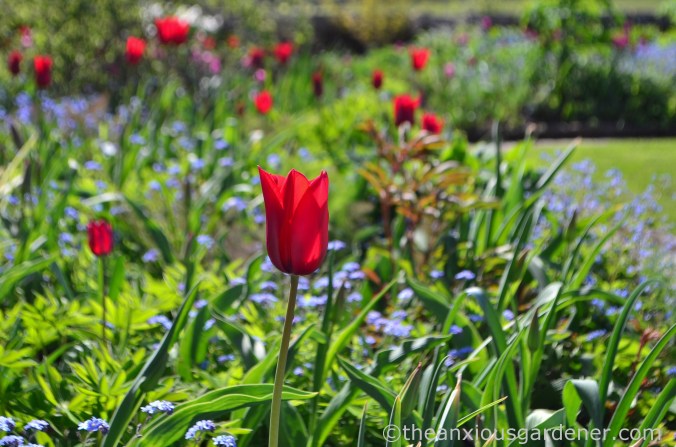 gravetye-manor-tulips-2
