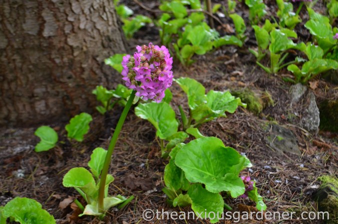 Bergenia