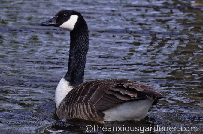 Canada goose (2)
