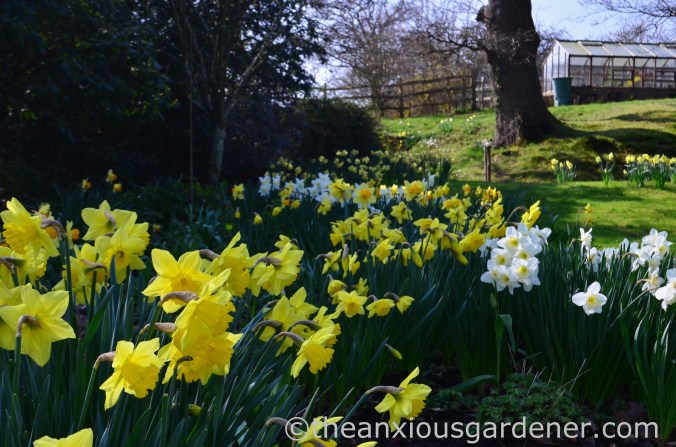 Daffodils