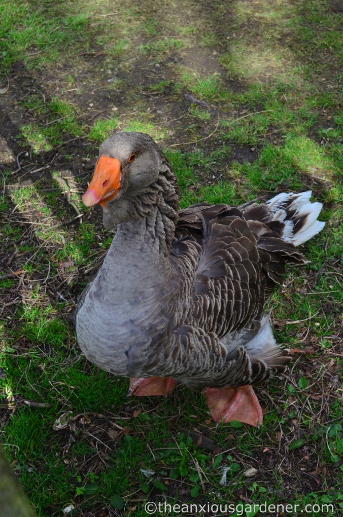 Goose, South Downs Way