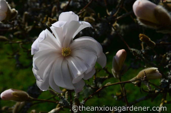 Magnolia stellata (1)