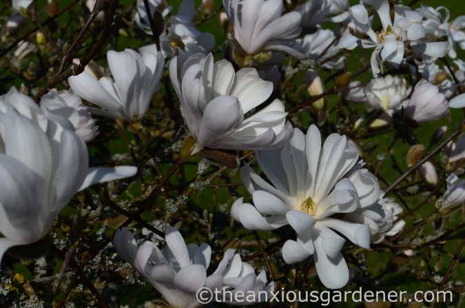 Magnolia stellata