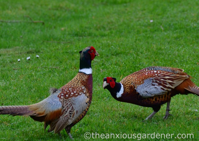 Male pheasant fighting (1)