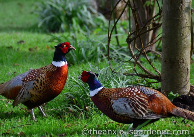 Male pheasant fighting (2)