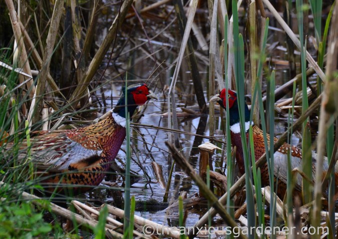 Male pheasant fighting (4)