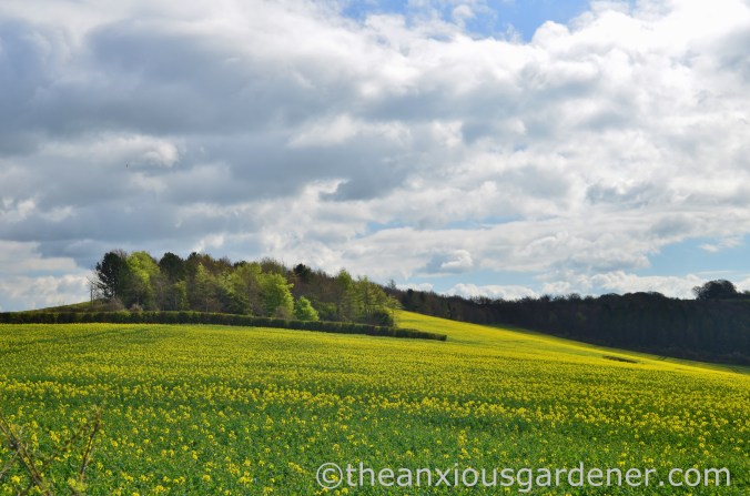 Rape Field, South Downs Way (2)