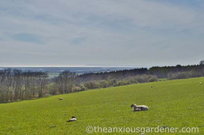 Isle of Wight on the horizon