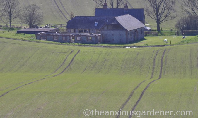Wheat Field, South Downs Way