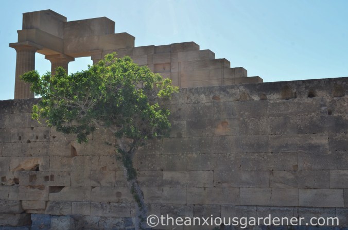 Acropolis Lindos (2)