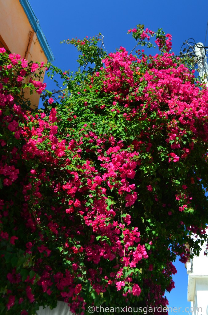 Bougainvillea