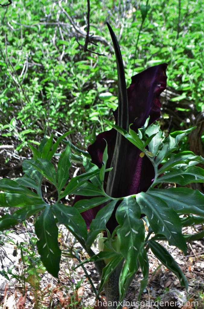 Dracunculus vulgaris (1)