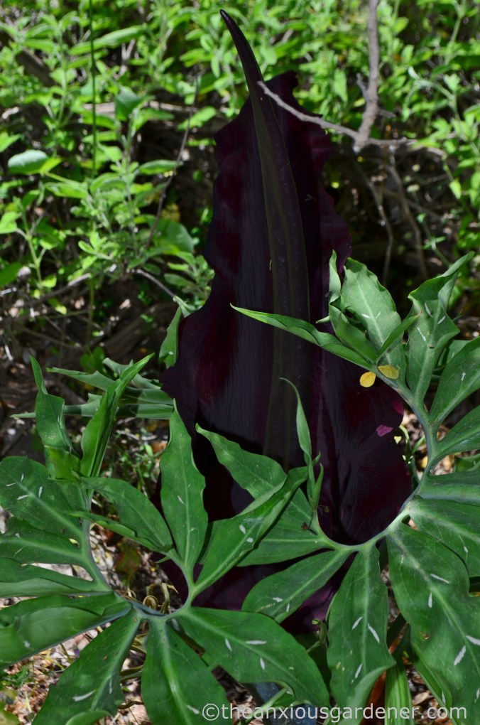 Dracunculus vulgaris (2)
