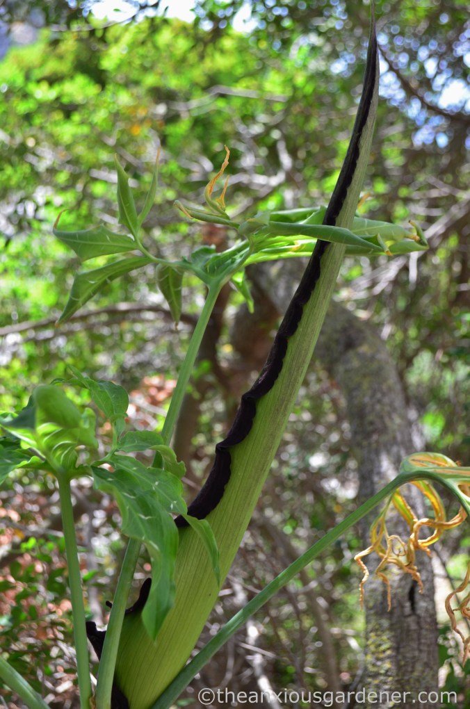 Dracunculus vulgaris (3)