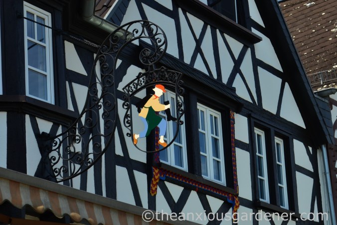 Cyclig along the Rhine (1)