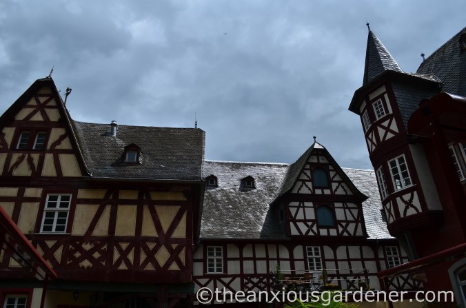 Cycling along the Rhine (6)