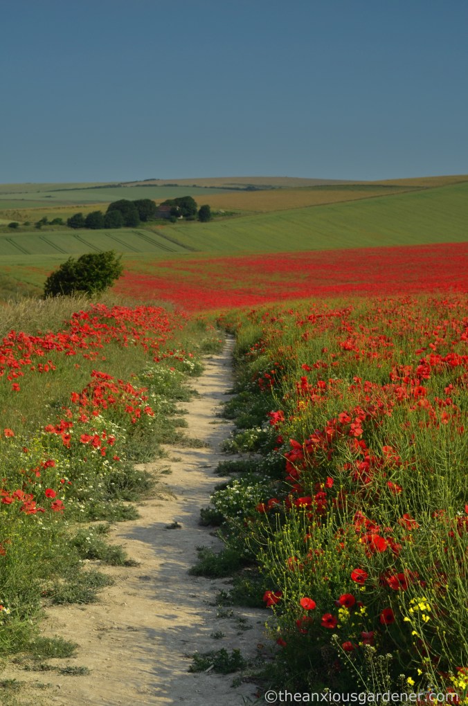 poppies-on-the-downs