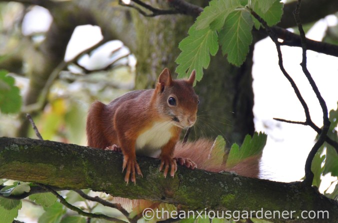 Red grey squirrel (1)