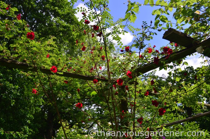 rosa-moyesii-geranium