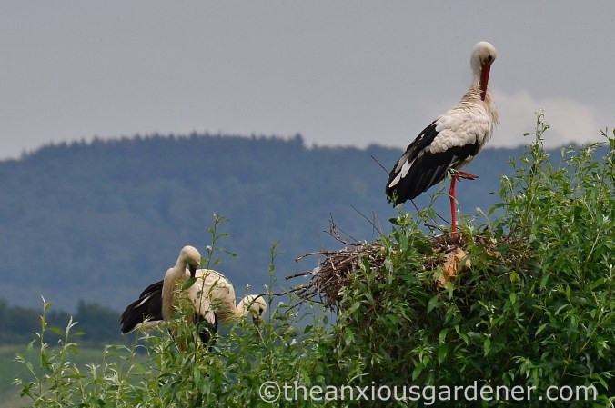 Stork nest (1)